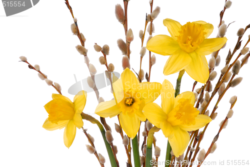 Image of Daffodils on White