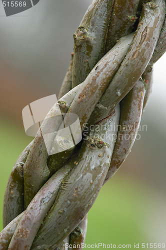 Image of Treetrunk that is braid