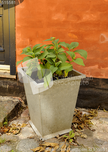 Image of Plants in metalcontainer