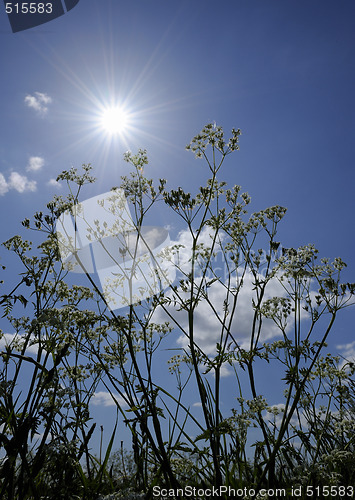 Image of Roadflowers in direct sunligt