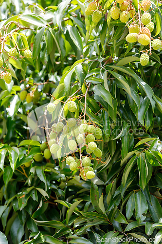 Image of Green unripe exotic fruit Lychee, madagascar