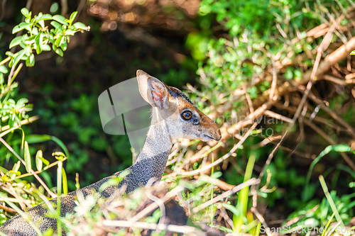 Image of Dik-Dik antelope, Omo Valley, Ethiopia