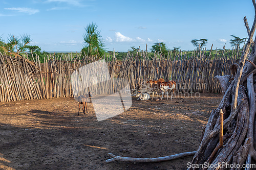 Image of Cattle pen in Hamar Village, South Ethiopia, Africa