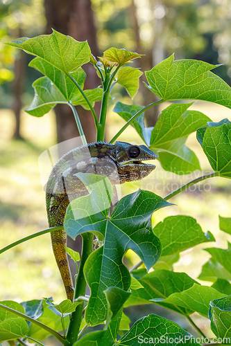 Image of Panther chameleon, Furcifer pardalis, Masoala Madagascar