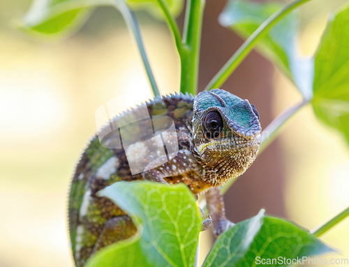 Image of Panther chameleon, Furcifer pardalis, Masoala Madagascar