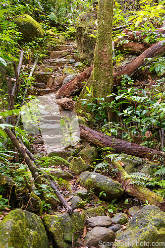 Image of rainforest in Masoala national park, Madagascar