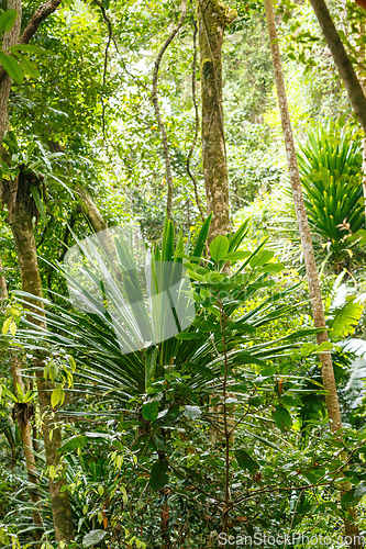 Image of rainforest in Masoala national park, Madagascar