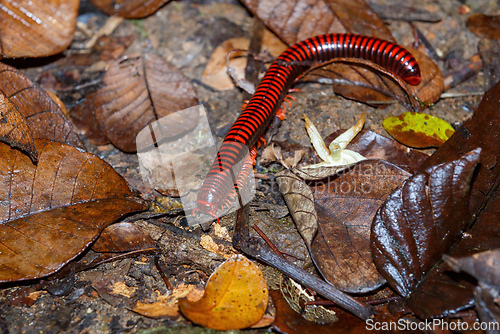 Image of Madagascan Fire Millipede, Masoala Madagascar