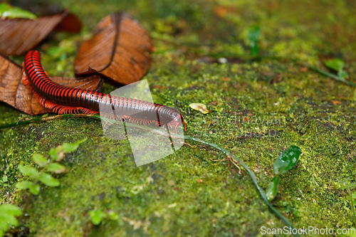 Image of Madagascan Fire Millipede, Masoala Madagascar