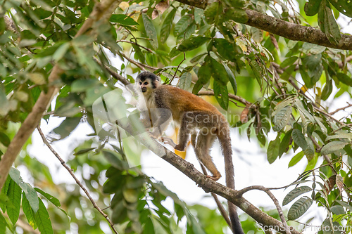 Image of Central American squirrel monkey, Saimiri oerstedii, Quepos, Costa Rica wildlife