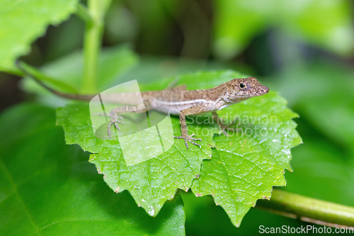 Image of Anolis polylepis, small lizard in Quepos, Costa Rica wildlife