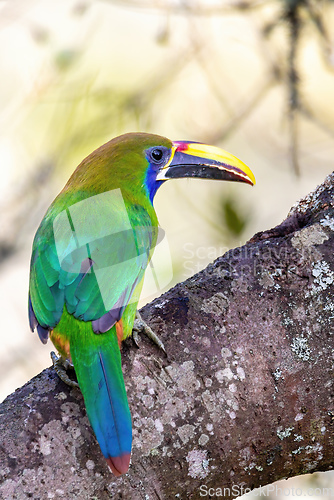 Image of Emerald toucanet (Aulacorhynchus prasinus), San Gerardo, Costa Rica