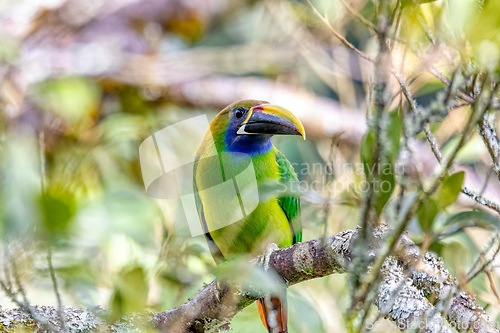 Image of Emerald toucanet (Aulacorhynchus prasinus), San Gerardo, Costa Rica