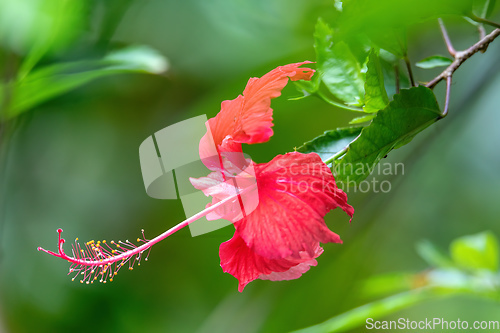 Image of Red Hibiscus flower, Quepos, Costa Rica