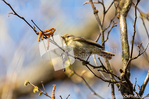 Image of small song bird Willow Warbler, Europe wildlife