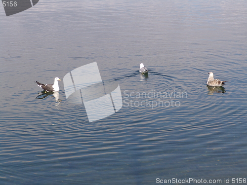 Image of seaguls