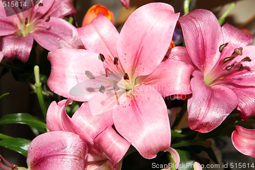 Image of lily flowers texture