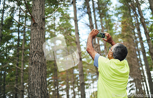 Image of Hiking, photograph or senior man in forest for trekking journey memory or adventure for freedom. Pictures, holiday vacation view or mature hiker in nature or woods for exercise, fitness or wellness