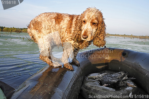 Image of spaniel - the hunting dog