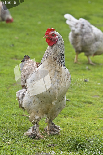 Image of Rooster