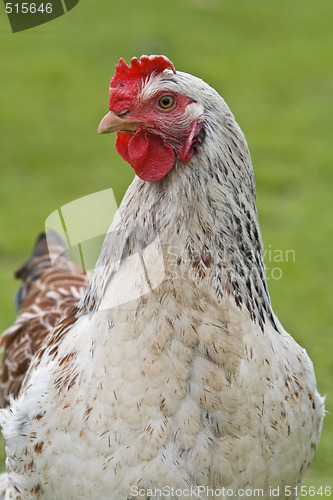 Image of Shot of a rooster