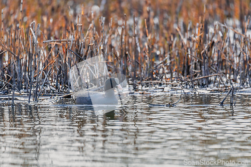 Image of Bird Eurasian coot Fulica atra hiding in reeds