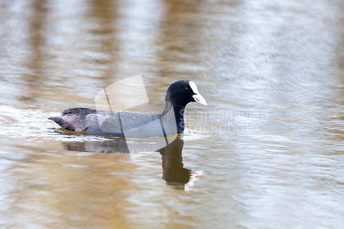 Image of Bird Eurasian coot Fulica atra hiding in reeds