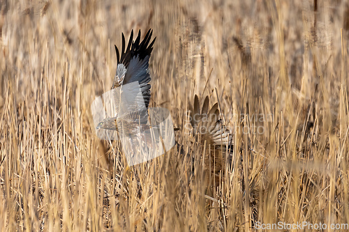 Image of Marsh Harrier, Birds of prey, Europe Wildlife