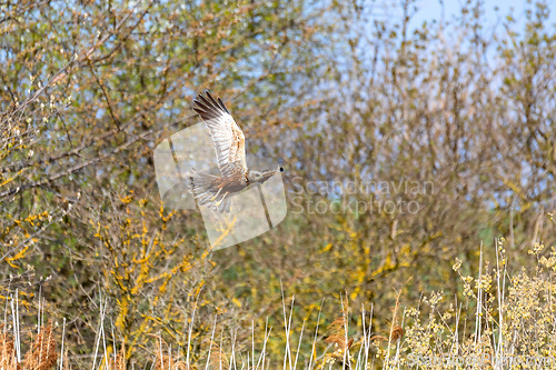 Image of Marsh Harrier, Birds of prey, Europe Wildlife