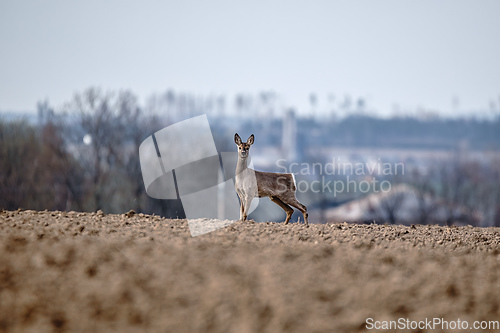 Image of European roe deer near village europe wildlife