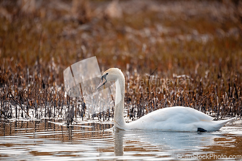 Image of Wild bird mute swan female in winter on pond