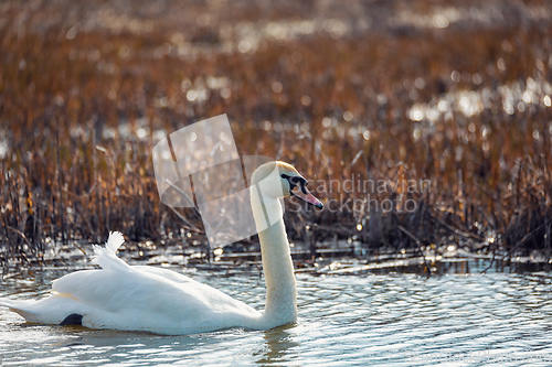 Image of Wild bird mute swan female in winter on pond