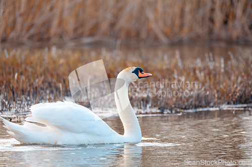 Image of Wild bird mute swan male in winter on pond