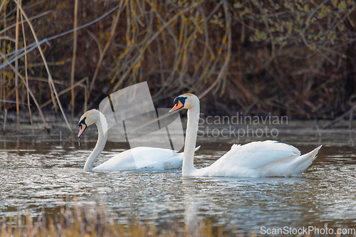 Image of Wild bird mute swan couple in winter on pond