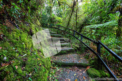 Image of Tourist trail in rainforest in Tapanti national park, Costa Rica