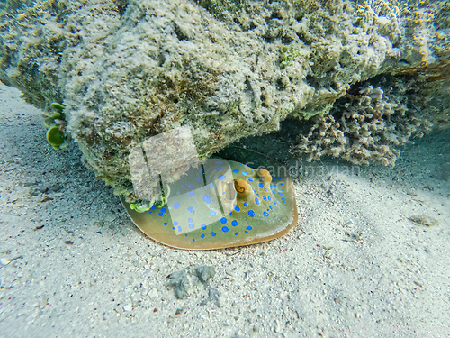 Image of Bluespotted ribbontail ray (Taeniura lymma), Egypt