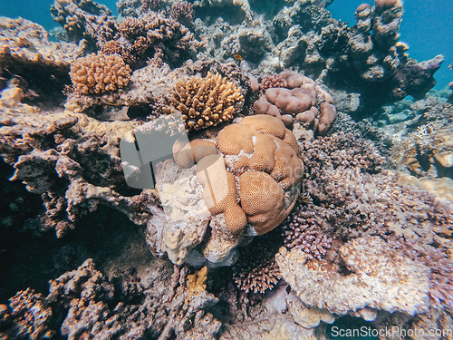 Image of Coral reef garden in red sea, Marsa Alam Egypt