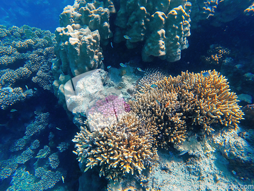 Image of Coral reef garden in red sea, Marsa Alam Egypt