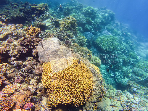 Image of Coral reef garden in red sea, Marsa Alam Egypt