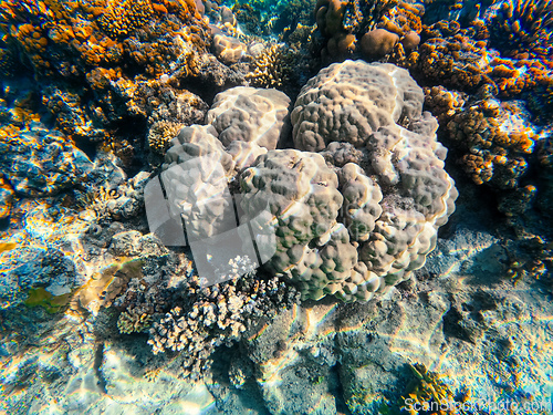 Image of Coral reef garden in red sea, Marsa Alam Egypt
