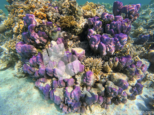 Image of Coral reef garden in red sea, Marsa Alam Egypt