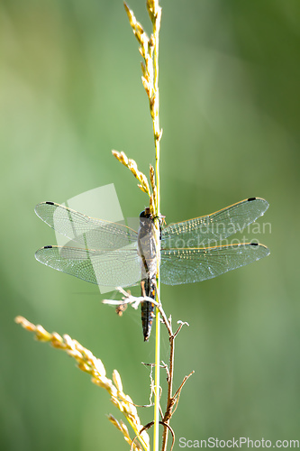 Image of Dragonfly, predatory insect in natural habitat, Czech Republic