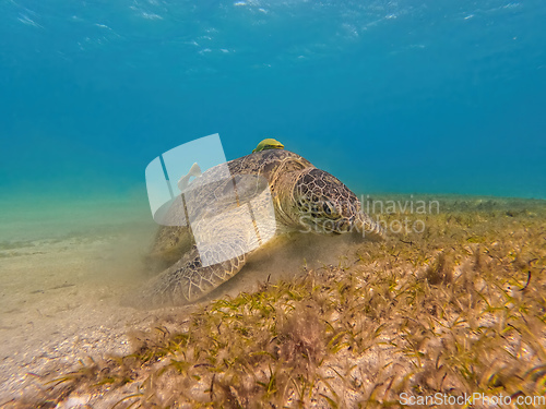 Image of Adult green sea turtle, Chelonia mydas, Marsa Alam Egypt