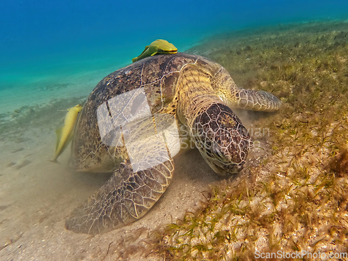 Image of Adult green sea turtle, Chelonia mydas, Marsa Alam Egypt