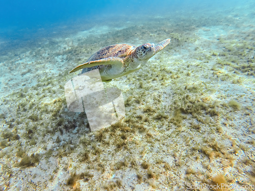 Image of Adult green sea turtle, Chelonia mydas, swim in Marsa Alam Egypt