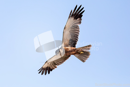 Image of Marsh Harrier, Circus aeruginosus, Birds of prey, Europe Wildlif