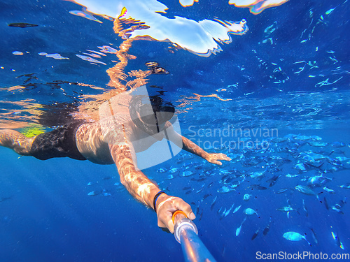 Image of Snorkel swim in blue water with school of Caesio Striata coral fish, Red Sea, Egypt