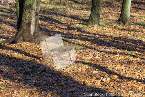 Image of maple trees during autumn