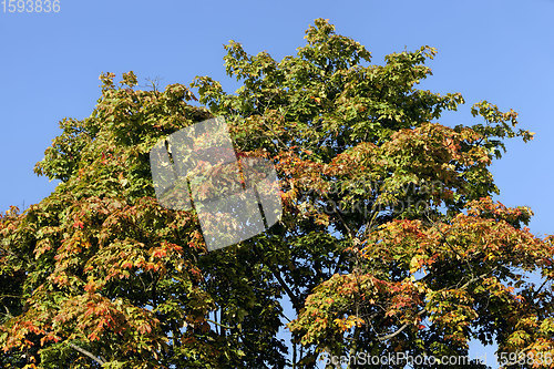 Image of deciduous forest during leaf fall