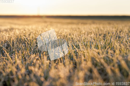 Image of fertile field during sunset or dawn